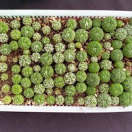 บรรยากาศ คุกกี้รันแคคตัส / CookieRunCactus Facebook.com/CookieRunCactus