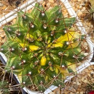 บรรยากาศ คุกกี้รันแคคตัส / CookieRunCactus Facebook.com/CookieRunCactus