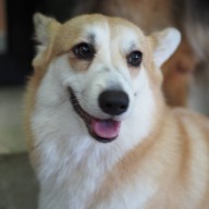 HODS: House Of Dogs -