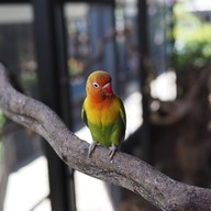 HODS: House Of Dogs -