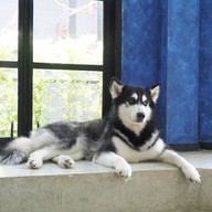 HODS: House Of Dogs -