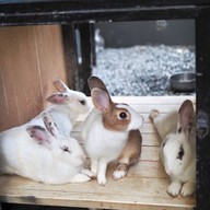 HODS: House Of Dogs -