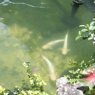 HODS: House Of Dogs -