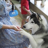 HODS: House Of Dogs -