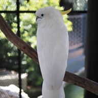 HODS: House Of Dogs -