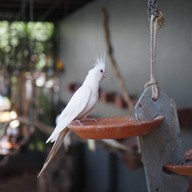 HODS: House Of Dogs -