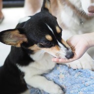 HODS: House Of Dogs -