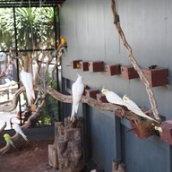 HODS: House Of Dogs -