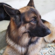 HODS: House Of Dogs -