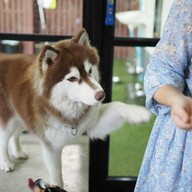 HODS: House Of Dogs -