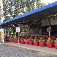 ทุเรียน 39 บาท