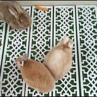 Rabbit Hole @ Phuket