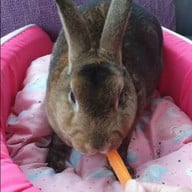 Rabbit Hole @ Phuket