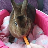 Rabbit Hole @ Phuket