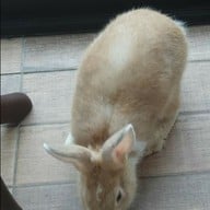 Rabbit Hole @ Phuket