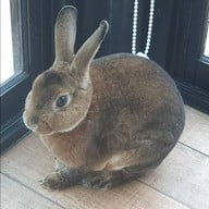 Rabbit Hole @ Phuket