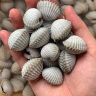 หอยหวานจี๋ HOI WHAN JHEE