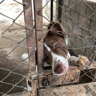 Elephant Nature Park