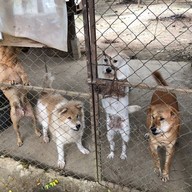 Elephant Nature Park