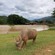 Elephant Nature Park