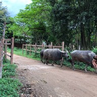 Elephant Nature Park