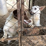 Elephant Nature Park