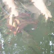 บ้านสวนสุวรรณ รีสอร์ท