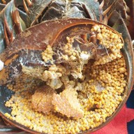 ยำป็อกๆหน้าห้างพันธุ์ทิพย์