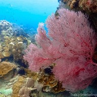 บรรยากาศ อ.ไตรทิพย์ - ดำน้ำแสมสาร