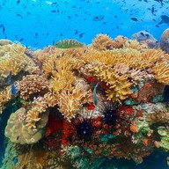 บรรยากาศ อ.ไตรทิพย์ - ดำน้ำแสมสาร