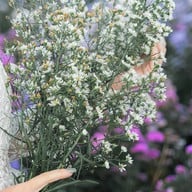 บรรยากาศ ยิ่งยงสวนดอกไม้