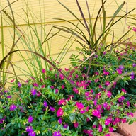 Siaew cafehouse (ไซอิ๋ว คาเฟ่เฮ้าส์)