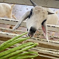 บรรยากาศ สวนเสือศรีราชา