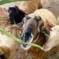 บรรยากาศ สวนเสือศรีราชา