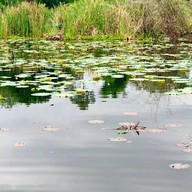 บัวชมพูกาแฟ