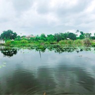 บัวชมพูกาแฟ