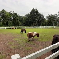 บรรยากาศ สวนผึ้งไฮแลนด์