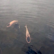 บัวชมพูกาแฟ