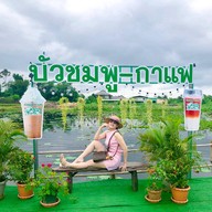 บัวชมพูกาแฟ