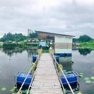 บัวชมพูกาแฟ