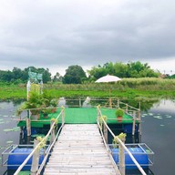 บัวชมพูกาแฟ