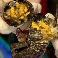 ยำป็อกๆหน้าห้างพันธุ์ทิพย์