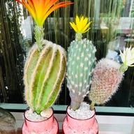 Oh lord thai desserts รามคำแหง-มีนบุรี