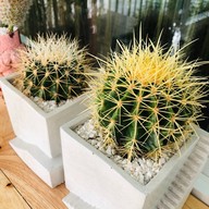 Oh lord thai desserts รามคำแหง-มีนบุรี