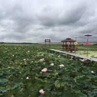 ก๋วยเตี๋ยวเรือบัวนา