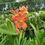 สวนกล้วยไม้ลุงนิยม