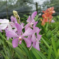 สวนกล้วยไม้ลุงนิยม