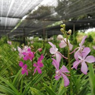 สวนกล้วยไม้ลุงนิยม