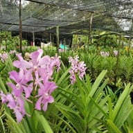 สวนกล้วยไม้ลุงนิยม