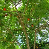 Tin Cafe หงาว